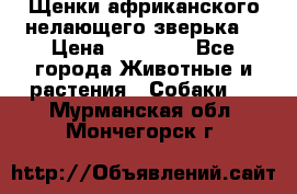 Щенки африканского нелающего зверька  › Цена ­ 35 000 - Все города Животные и растения » Собаки   . Мурманская обл.,Мончегорск г.